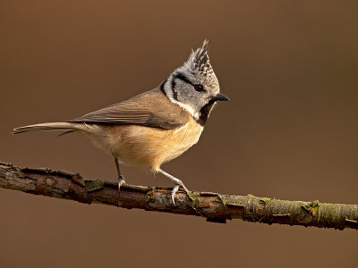 Kuifmees/Crested tit