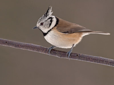 Kuifmees/Crested tit