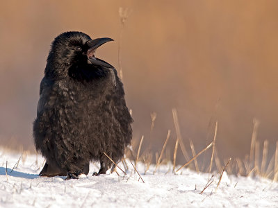 Zwarte kraai/Carrion crow