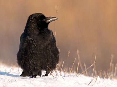 Zwarte kraai/Carrion crow