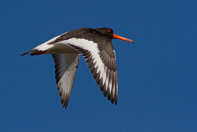 Scholekster/Eurasian oystercatcher