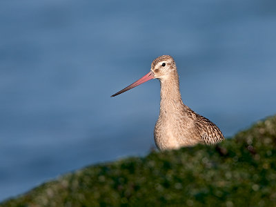 Rosse grutto/Bar-tailed godwit