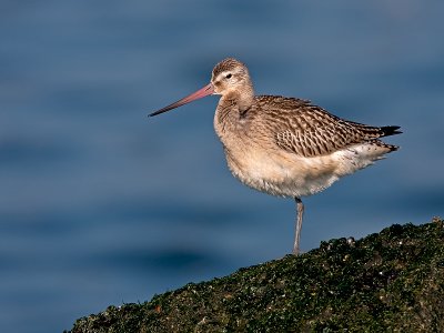 Rosse grutto/Bar-tailed godwit