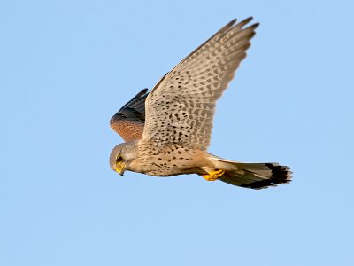 Torenvalk/Kestrel