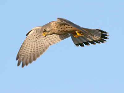 Torenvalk/Kestrel
