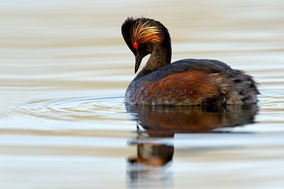 Geoorde fuut/Black-necked grebe