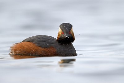 Geoorde fuut/Black-necked grebe
