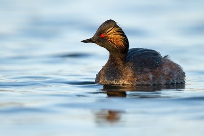 Geoorde fuut/Black-necked grebe