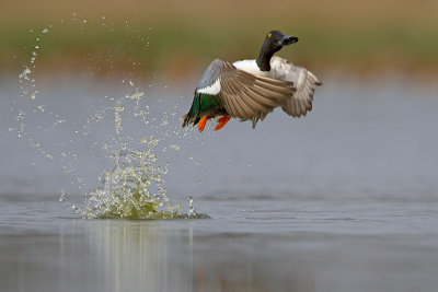 Slobeend/Northern shoveler