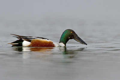 Slobeend/Northern shoveler