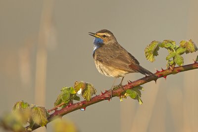 Blauwborst/Bluethroat