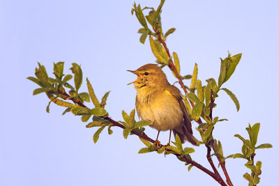 Fitis/Willow warbler