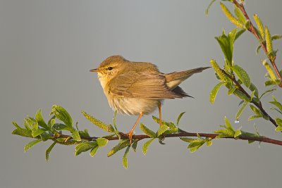 Fitis/Willow warbler