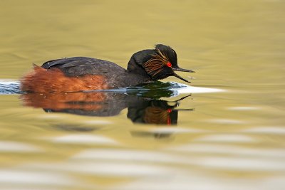 Geoorde fuut/Black-necked grebe