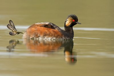 Geoorde fuut/Black-necked grebe