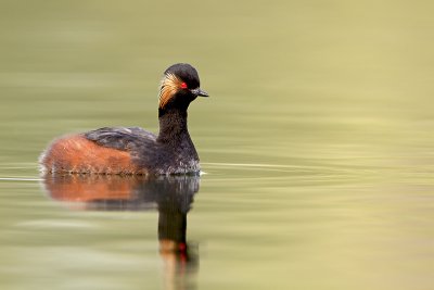 Geoorde fuut/Black-necked grebe