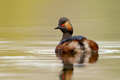 Geoorde fuut/Black-necked grebe