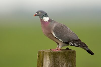 Houtduif/Wood pigeon