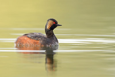 Geoorde fuut/Black-necked grebe
