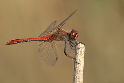 Bloedrode heidelibel/Sympetrum sanguineum ♂