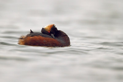 Geoorde fuut/Black-necked grebe