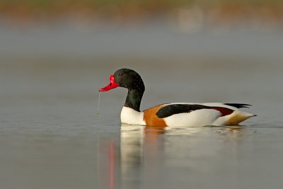 Bergeend/Shelduck