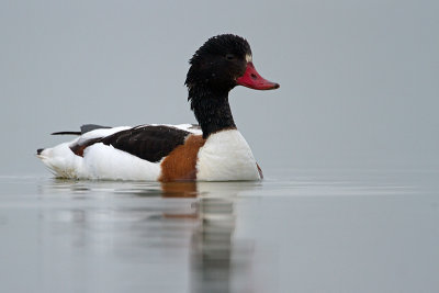 Bergeend/Shelduck