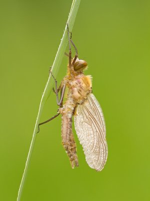 Smaragdlibel/Cordulia aenea ♀