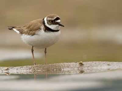 Kleine plevier/Little ringed plover