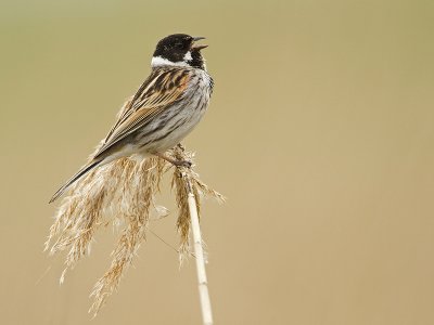 Rietgors/Reed bunting