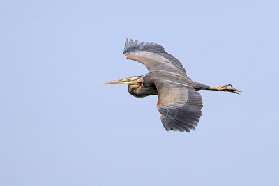 Purperreiger/Purple heron