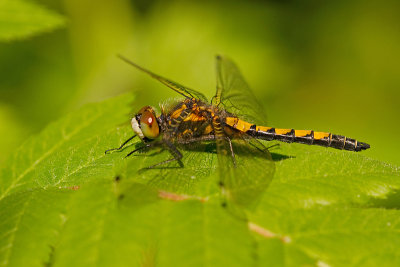 Gevlekte witsnuitlibel/Leucorrhinia pectoralis ♂