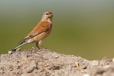 Kneu/Linnet