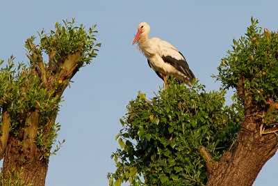 Ooievaar/White stork