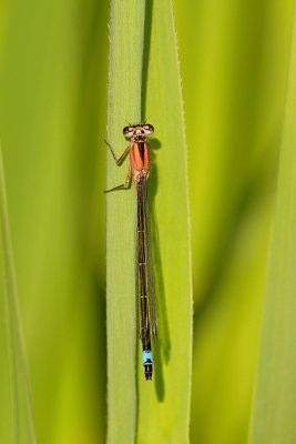 Lantaarntje/Ischnura elegans ♀