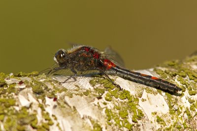 Noordse witsnuitlibel/Leucorrhinia rubicunda ♂