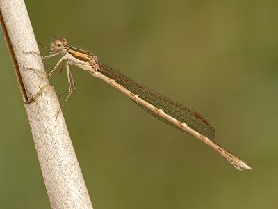 Bruine winterjuffer/Sympecma fusca ♀