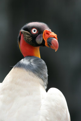 KingVulture