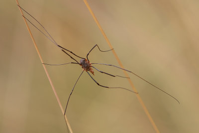 Harvestman, the Netherlands