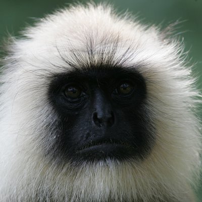 Common Langur in Bandhavgarh