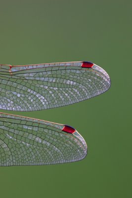 Northern White-faced Darter, the Netherlands