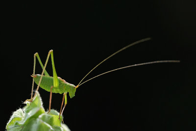 Speckled Bushcricket, the Netherlands