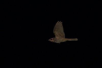 European Nightjar