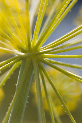 Giant Fennel, France