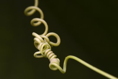 Tendril, the Netherlands