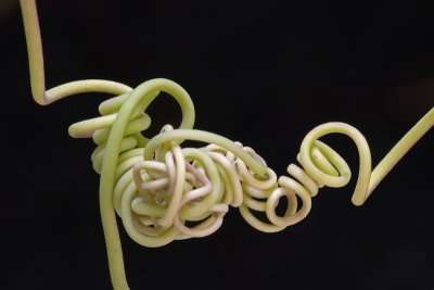 Tendril, the Netherlands