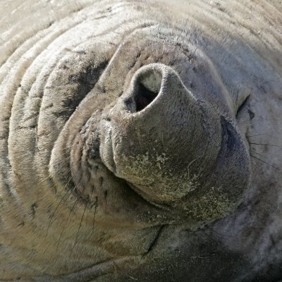 Elephant seal close-up, Falklands