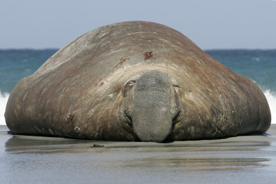 Elephant seal bull, Falklands