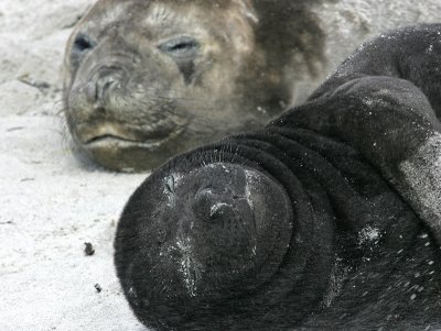 Elephant seal, mother and calf, Falklands