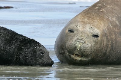 Elephant seal, mother and calf, Falklands